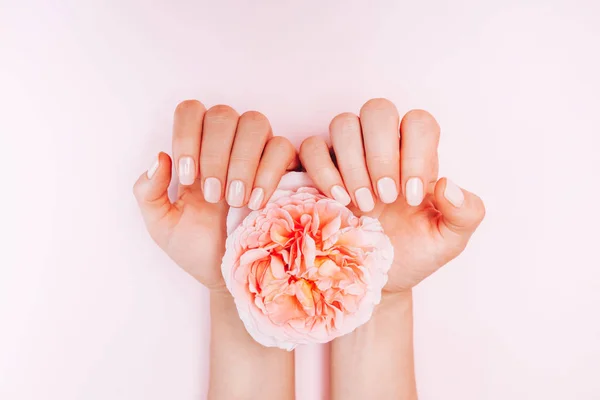 Elegante manicura femenina de moda. Manos de mujer sosteniendo flor de rosa sobre fondo rosa. Vista superior, plano . —  Fotos de Stock