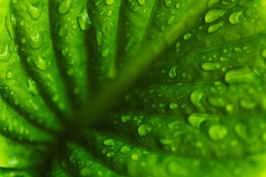 Yağmur damlaları ile yeşil taze yaprakları. Arka planı kapat.