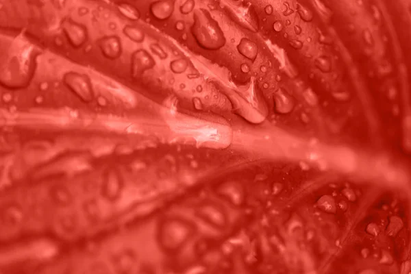 Macro foto de folhas vith gotas de chuva em cores de coral . — Fotografia de Stock