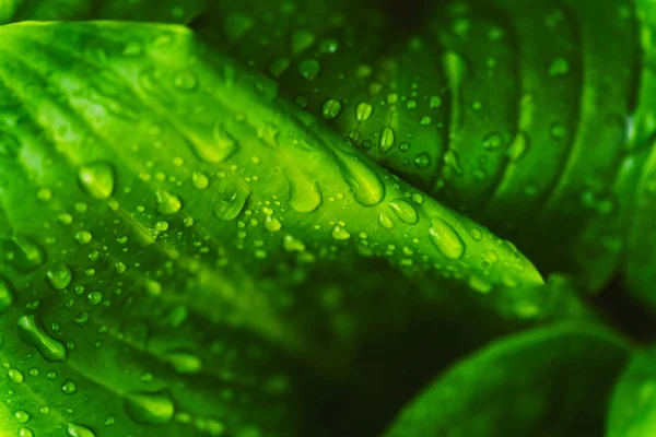Folhas verdes frescas com gotas de chuva. Fechar fundo . — Fotografia de Stock