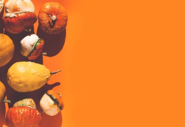 Sarı arka planda dekoratif balkabakları. En az Cadılar Bayramı modası konsepti.