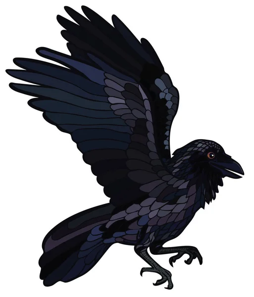 Illustration Vectorielle Corbeau Marchant Merle Noir Coloré Isolé — Image vectorielle