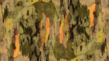 Çınar kabuk dokusu