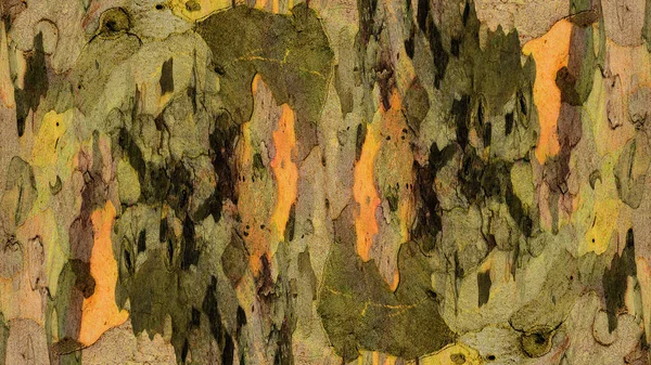 texture of sycamore bark