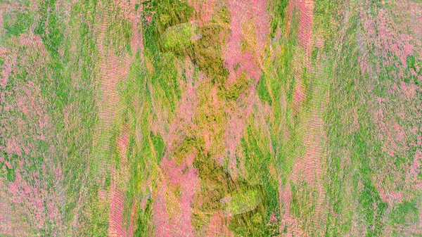 곰 팡 이와 이끼에서 녹색 벽의 질감 — 스톡 사진