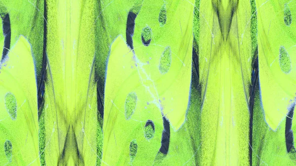Boya ile yeşil sıva — Stok fotoğraf