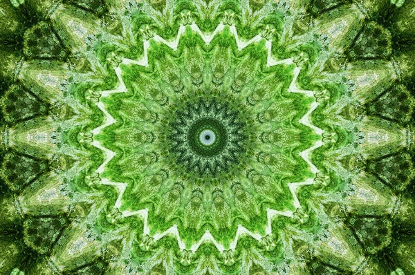 Konsistens av en grön vägg från mögel och moss — Stockfoto