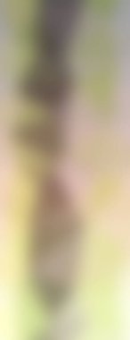 Modern gradyan çok renkli arkaplan. Tasarımınız için kopya alanı ile boyanmış duvar kağıdı.