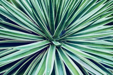 Kaktüs aloe vera portre. Doğal doğal arka plan. Doğal geometri kavramı