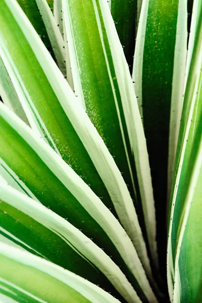 Cactus aloe vera primer plano. Fondo natural natural. El concepto de geometría natural — Foto de Stock