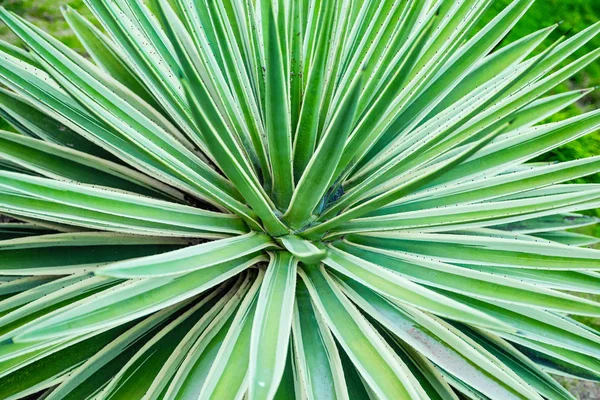 Kaktus Aloe Vera Nahaufnahme Natürlicher Hintergrund Das Konzept Der Natürlichen — Stockfoto