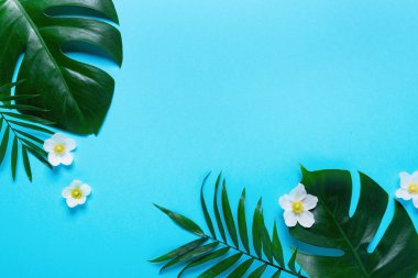 Monstera yaz en az arka plan bir metin için bir yer kalıyor, yat, yukarıdan görüntülemek.