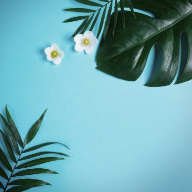 Tropikal çerçevesinde Monstera ve palm, pembe arka plan metin için bir yer bırakır. Üstten görünüm, düz yatıyordu,