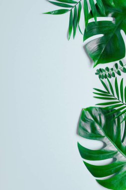 Tropikal yeşil yaprakları beyaz arka plan üzerinde izole yaprakları palmiye. Daire yatıyordu, en iyi görünümü.