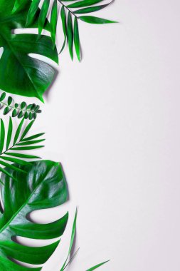 Tropikal yeşil yaprakları beyaz arka plan üzerinde izole yaprakları palmiye. Daire yatıyordu, en iyi görünümü.