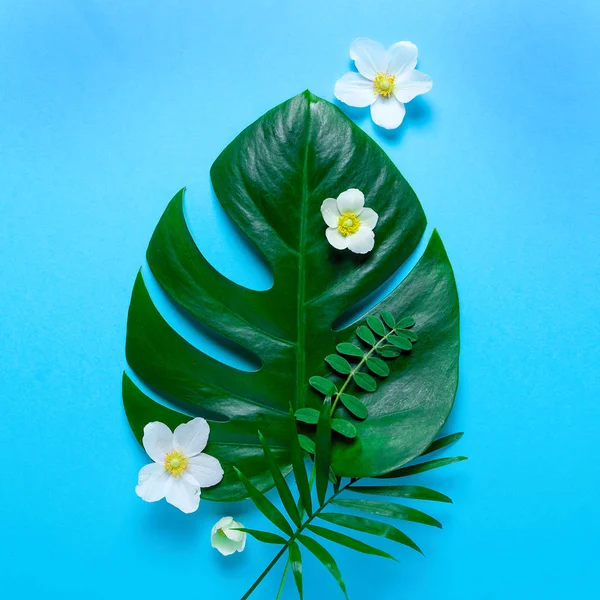 Tropikal çerçevesinde Monstera ve palm, pembe arka plan metin için bir yer bırakır. Üstten görünüm, düz yatıyordu,