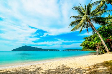 Boş plaj ile tropikal bir adada bir palmiye ağacı. Tatil, deniz