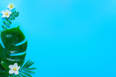 Monstera yaz en az arka plan bir metin için bir yer kalıyor, yat, yukarıdan görüntülemek