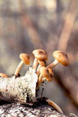 Huş ağacı eski dalı üzerinde birçok tatlım agarics. Tonlama seçici odak dikey sonbahar orman mantar toplama güneş ışınları.