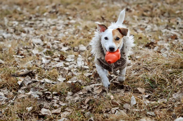 Dog Jack Russell Terrier runs through the park with a toy in his teeth.