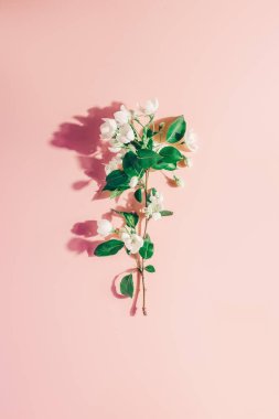 Pastel pembe çiçek açan elma ağacı. Yaratıcı düzeni. Kavram - bahar minimalizm