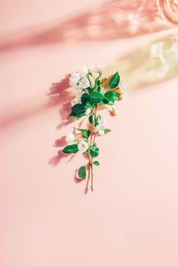 Çiçek açan elma ağacı pembe pastel arka plan, renk üzerinde vurgular. Sert gölgeler. Bahar minimalizm