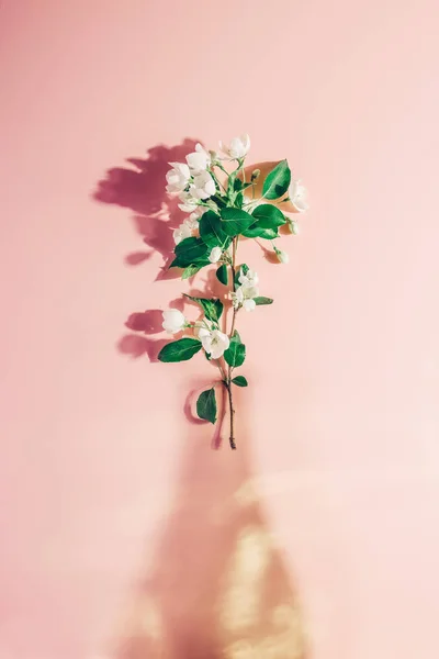 Manzano floreciente en un jarrón de las sombras sobre un fondo rosado pastel. Diseño creativo — Foto de Stock
