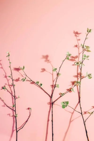 Ramas con hojas florecientes sobre fondo rosa pastel. Minimalismo de primavera. Diseño creativo . — Foto de Stock