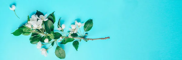 Diseño creativo con el manzano en flor sobre un fondo azul. Acostado. Concepto - minimalismo de primavera — Foto de Stock