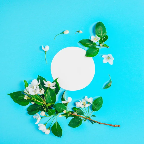 Mavi bir arka plan üzerinde çiçek açan elma ağacı ile yaratıcı düzeni. Düz yatıyordu. Kavram - bahar minimalizm — Stok fotoğraf