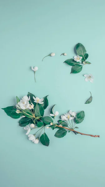 Diseño creativo con el manzano en flor sobre un fondo azul. Acostado. Concepto - minimalismo de primavera — Foto de Stock