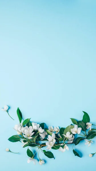 Mavi bir arka plan üzerinde çiçek açan elma ağacı ile yaratıcı düzeni. Düz yatıyordu. Kavram - bahar minimalizm — Stok fotoğraf