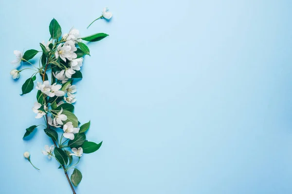 Diseño creativo con el manzano en flor sobre un fondo azul. Acostado. Concepto - minimalismo de primavera — Foto de Stock