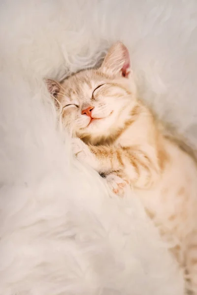 Cute, Ginger kitten is sleeping and smiling on a fur blanket. Concept cozy Hyugge and good morning. — Stock Photo, Image
