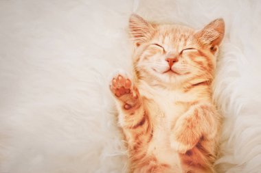 Zencefilli kedi yavrusu rüyasında patisini kaldırdı. Seçim ve oylama kavramı.