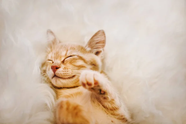 Милый, красный котенок спит на спине и улыбается, лапы вверх. Концепция сна и доброе утро . — стоковое фото