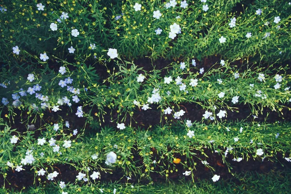 Linho em flor. Um campo com sulcos. O conceito de agricultura ecológica — Fotografia de Stock