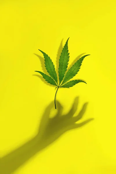 Trendy zonlicht cannabis groen blad in een vrouwelijke hand uit een schaduw op een gele achtergrond. Minimal CBD olie concept — Stockfoto