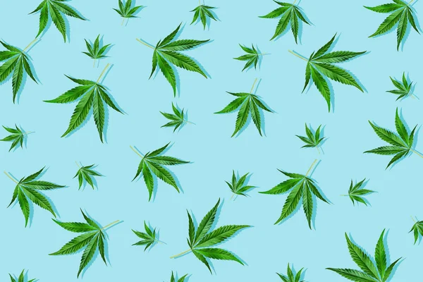 Trendiges Sonnenlicht-Cbd-Muster mit grünem Blatt-Cannabis auf hellblauem Hintergrund. Minimalkonzept — Stockfoto