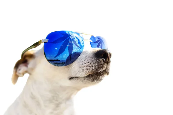 Köpek Jack Russell güneş gözlüğü, hangi yaprak esrar, marihuana. Hayvan cbd yağ konsepti. Beyaz arka planda yalıtılmış