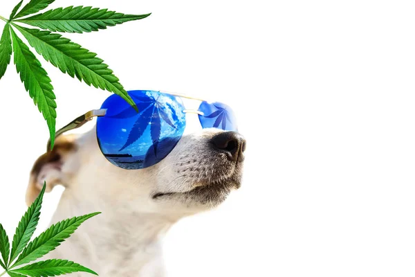 Dog Jack Russell w okulary przeciwsłoneczne, które liść konopi, marihuany. Konopie liście w tle. Koncepcja oleju z CBD dla zwierząt — Zdjęcie stockowe