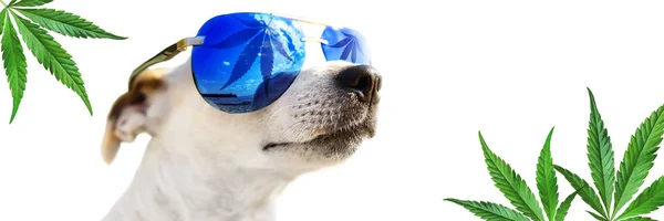 Dog Jack Russell w okulary przeciwsłoneczne, które liść konopi, marihuany. Konopie liście w tle. Koncepcja oleju z CBD dla zwierząt — Zdjęcie stockowe