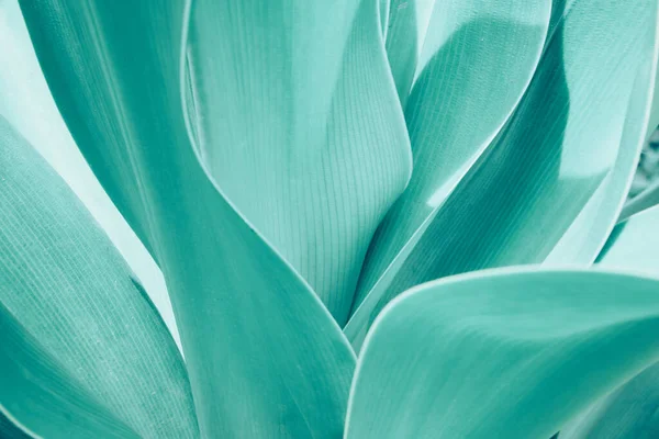 Turquoise pastel tropical plant close-up. Abstract natural floral background
