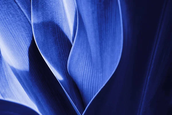 Tropická rostlina zblízka v modré barvě. Abstraktní přírodní Zeleninové pozadí — Stock fotografie