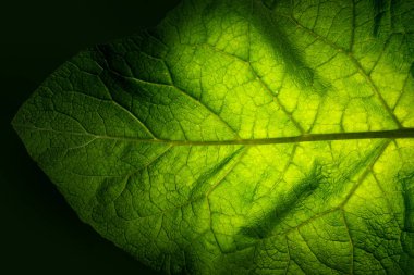 Kapalı yaprak dokusu. Yeşil tropikal tesise yakın çekim. Soyut doğal çiçekli arka plan Seçici odak, makro. Süzülen yapraklar