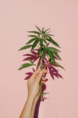 Güzel yeşil marihuana bitkisi, pembe arka planda kenevir yaprakları. Esrar arka planı Ön görünüm, kapatın