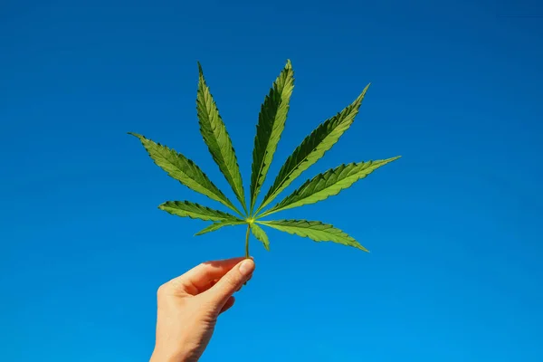 Hoja verde de cannabis en la mano contra el cielo. Concepto para el cultivo de marihuana — Foto de Stock