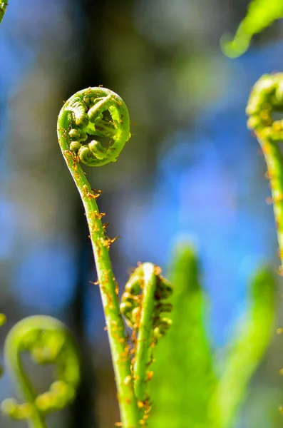 Fresh, exotic young leaf fern. Natural green background — Stock Photo, Image