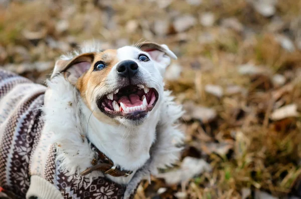 Собака Джек Рассел Терьер в пальто смотрит вверх. Смешная собака с улыбкой — стоковое фото