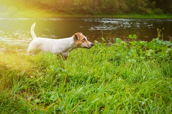Собака Джек Рассел Терьер на берегу реки. Охотничья собака почувствовала добычу . — стоковое фото